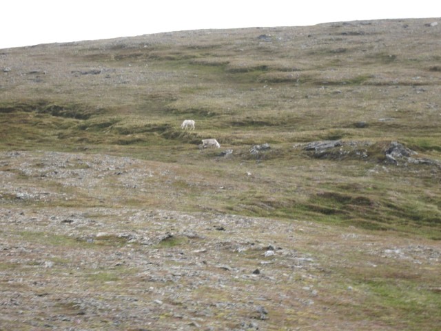 Hurtigruten_2015-06-22_11-46-1